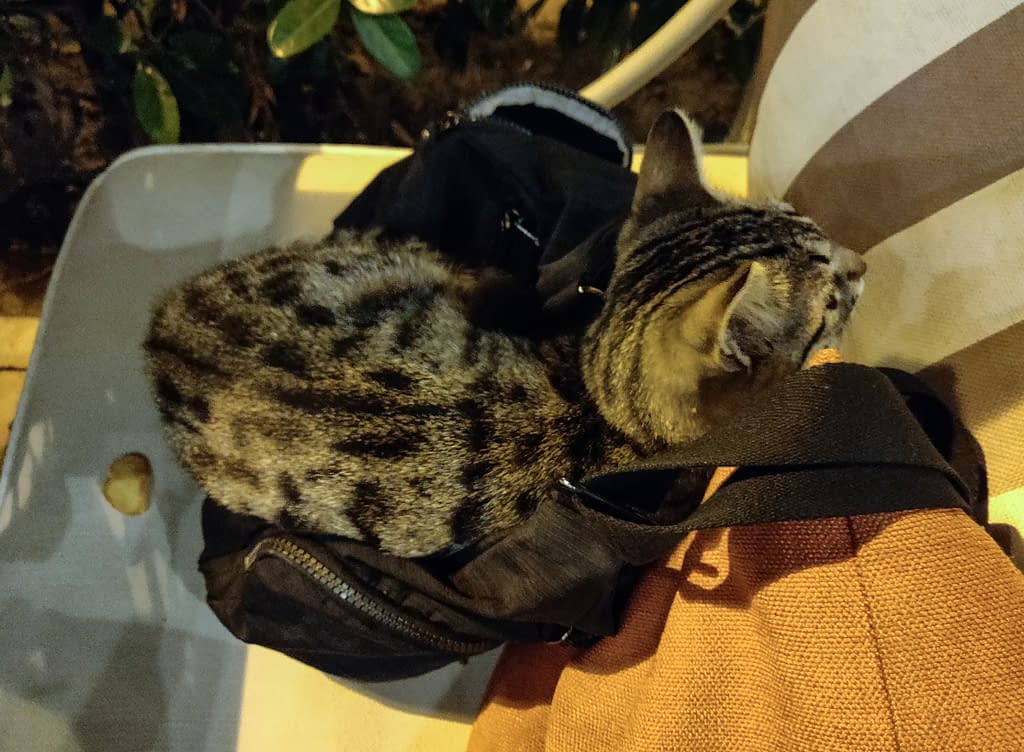A street cat at Happy Moon´s Cafe, in Kalamiş Marina, in Fenerbahçe on the Asian side of Istanbul.