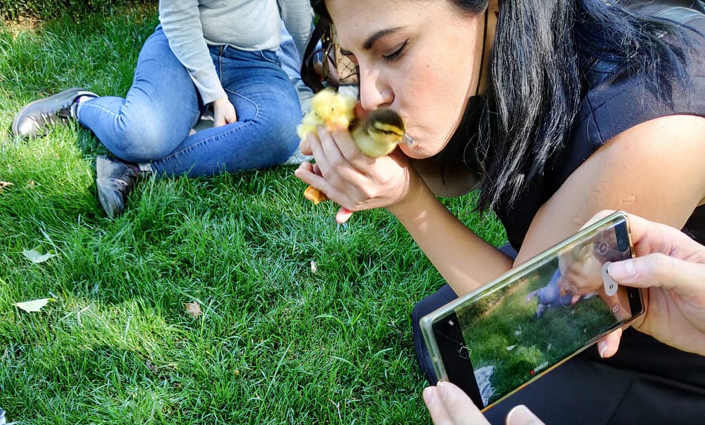Kissing small chicks in the Gülhane Park in Istanbul.