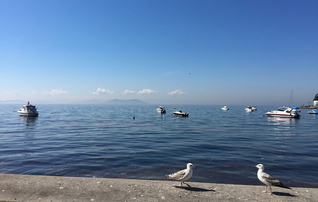 Two seagulls in the sun of the Marmara Sea in Istanbul.
