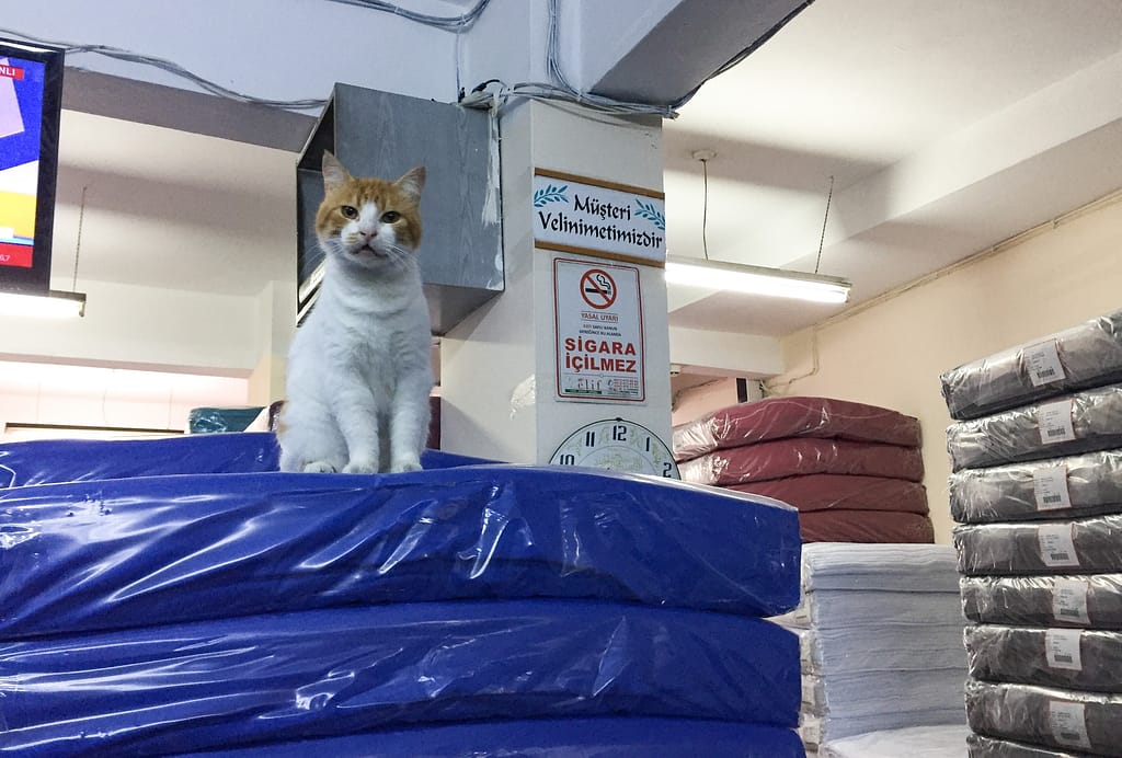 A street cat in the fabric wholesale shop in Istanbul.