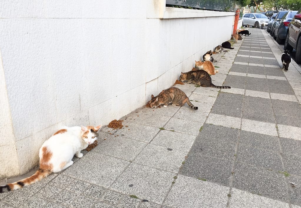 Food for street cats in Istanbul, Turkey.