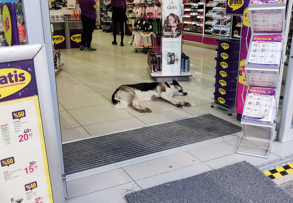 A street dog is sleeping in a shop in Istanbul.
