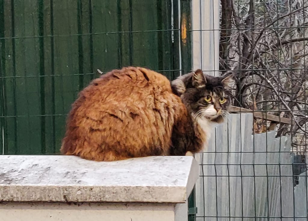 A street cat in Kuzguncuk in Istanbul.