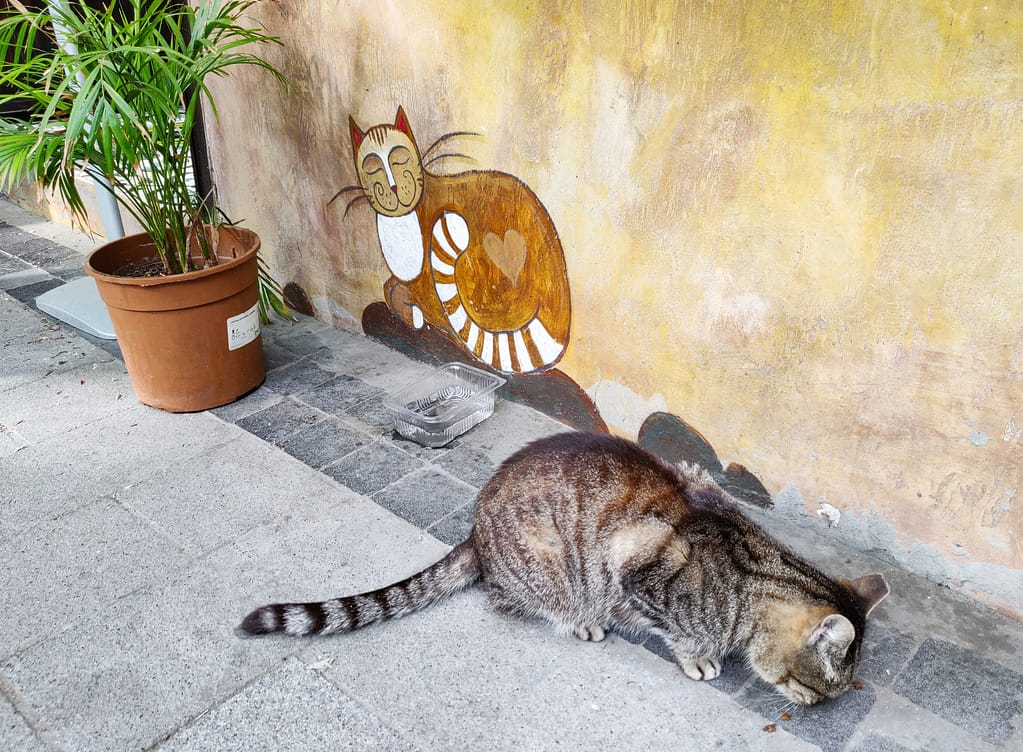 A street cat in Kuzguncuk on the Asian side of Istanbul.