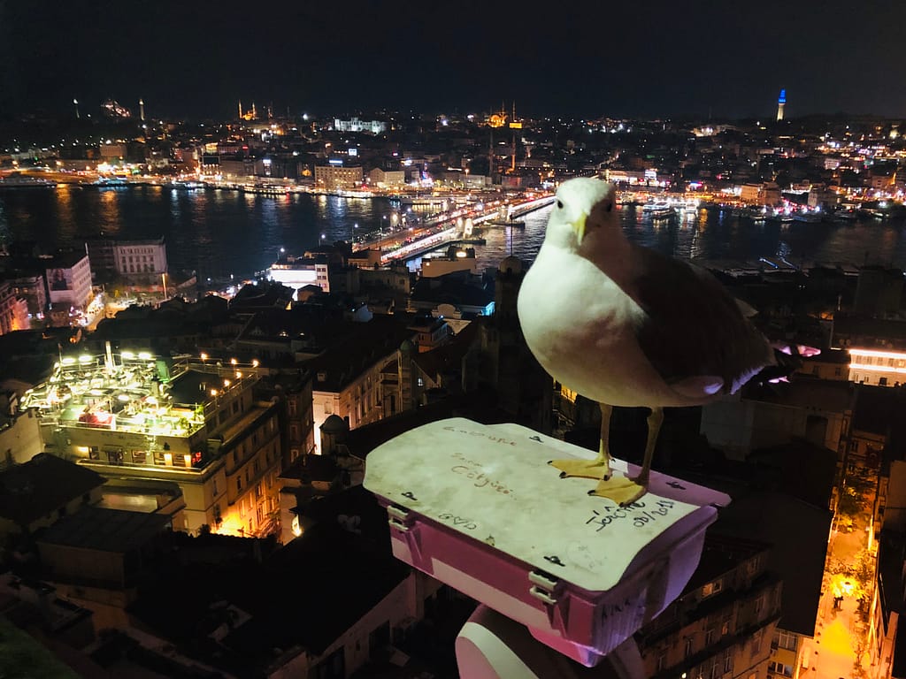 Lokki istuu Galata-tornissa Istanbulissa.