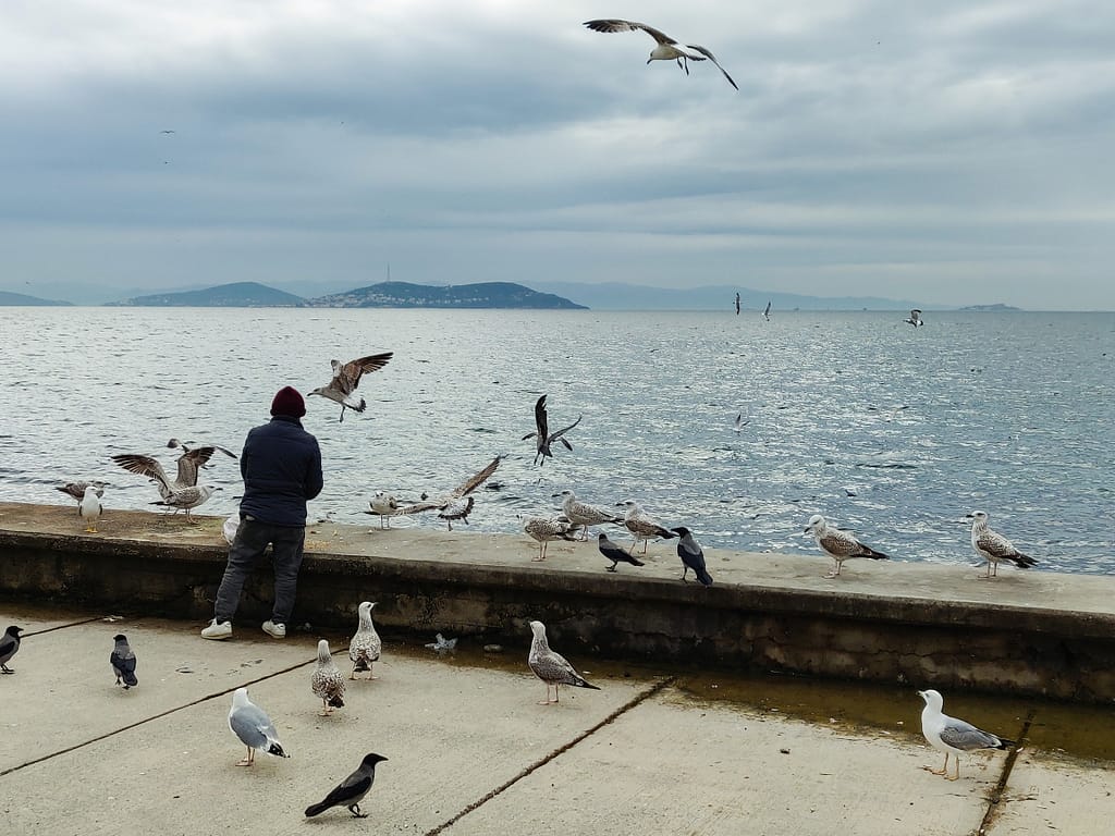 Dinner of seagulls on the coast of Istanbul.