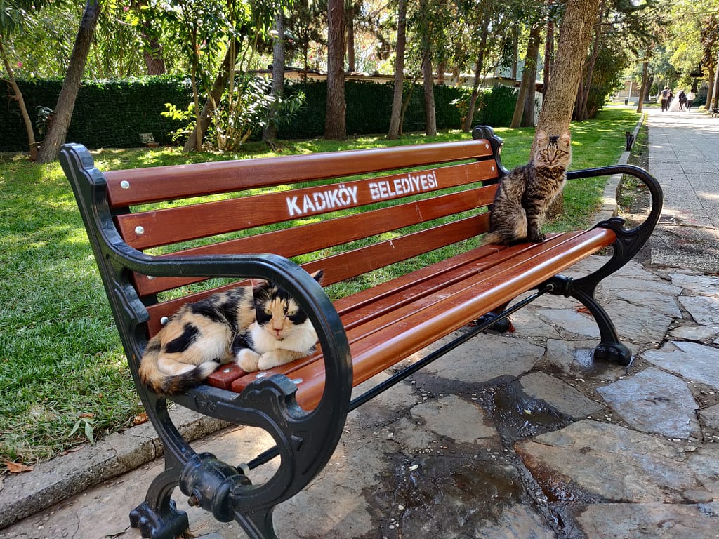 Street cats in Istanbul.