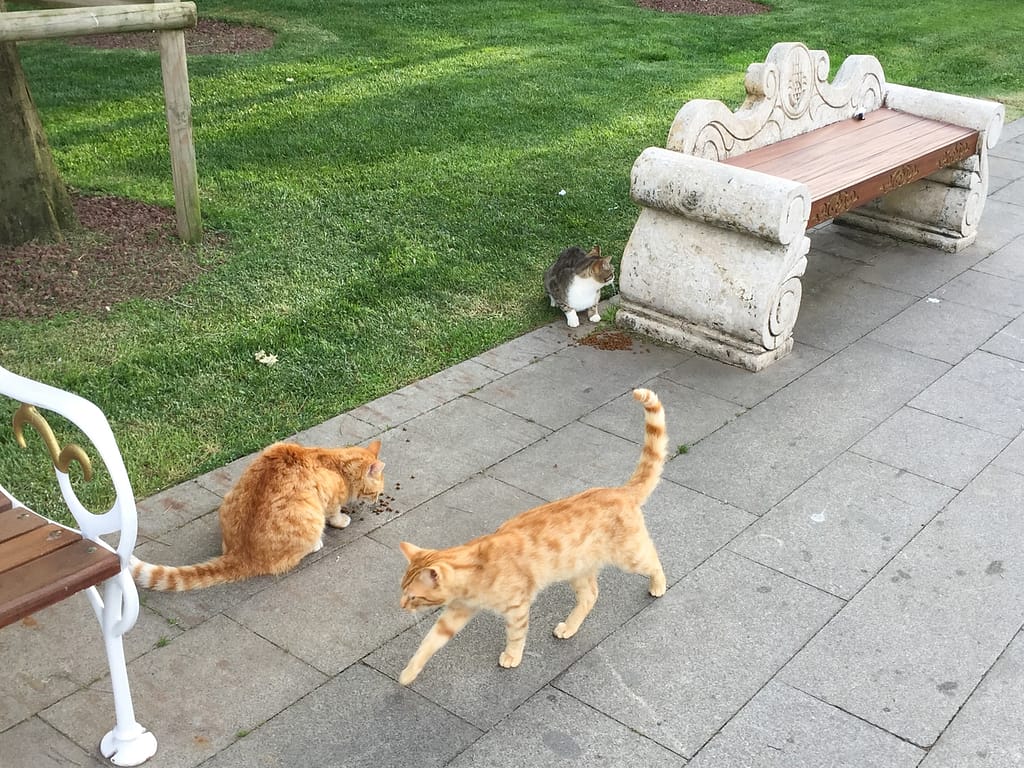 Food for street cats in Istanbul, Turkey.