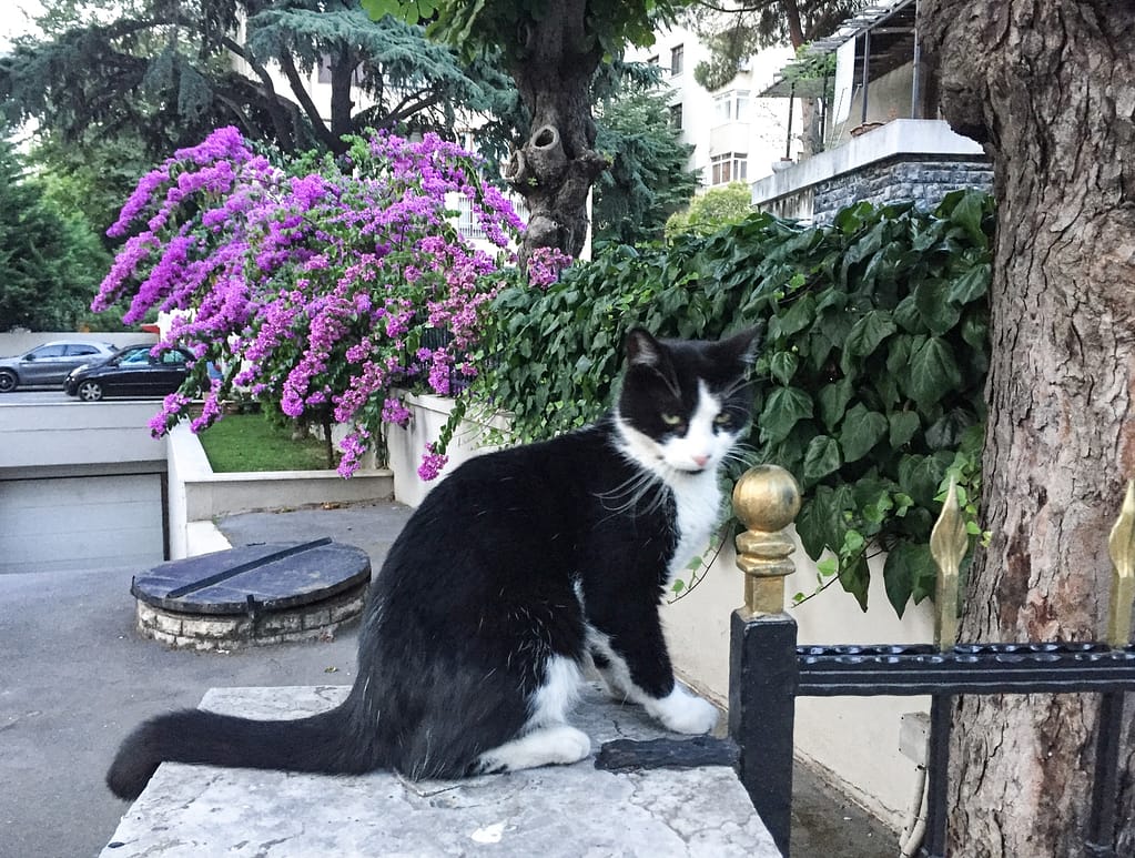 A street cat in Istanbul.