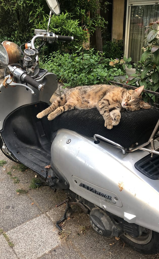 A street cat is sleeping on the scooter in Istanbul.