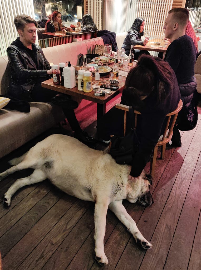 Dinner with a street dog in a restaurant in Istanbul.