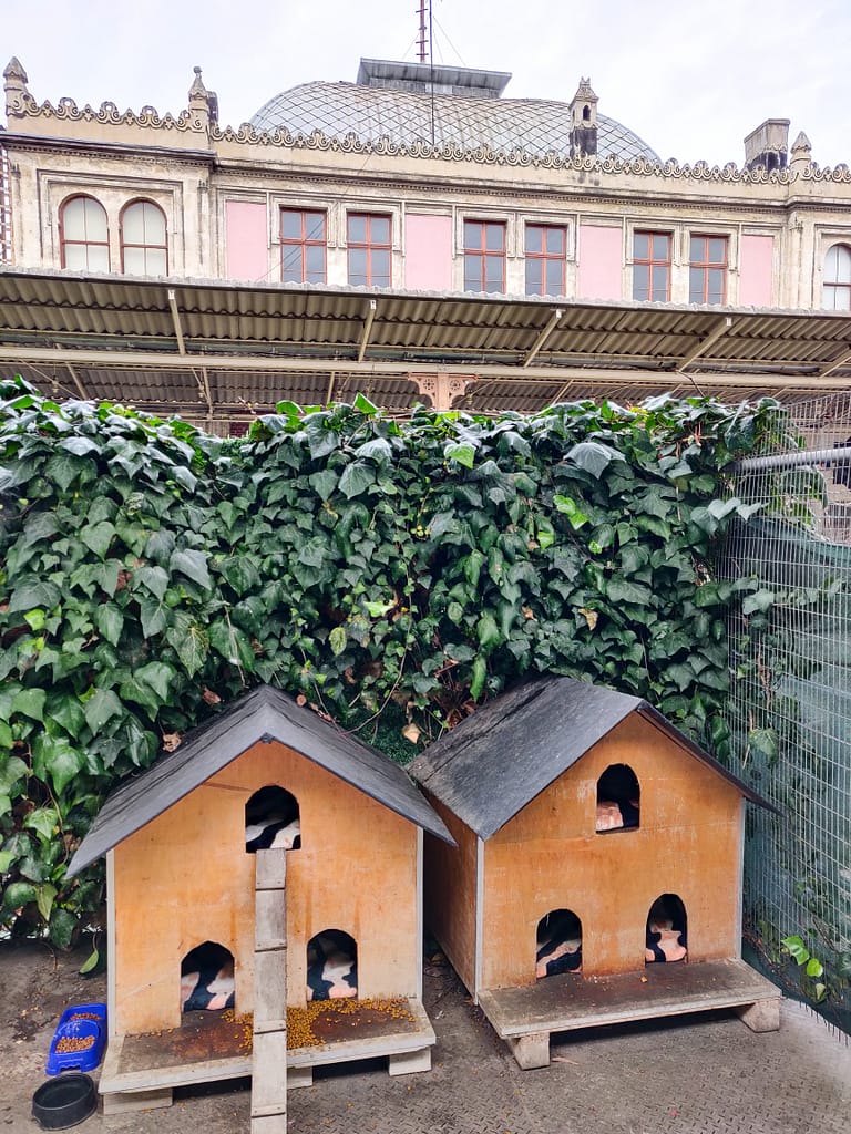 Homes for street animals at Sirkeci Station in Istanbul, Turkey.