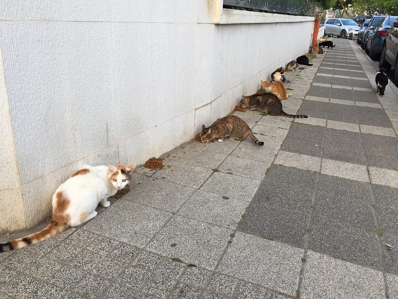 Stray cats feeding in Istanbul