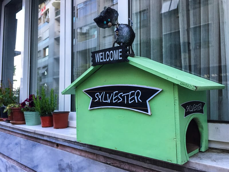 A green cat house in Moda in Istanbul