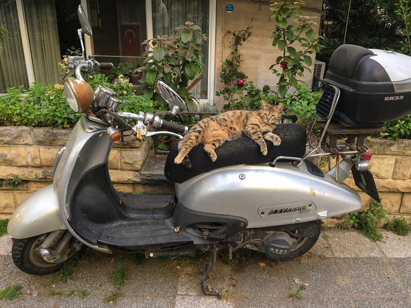 A tabby cat chilling on top of a scooter in Istanbul