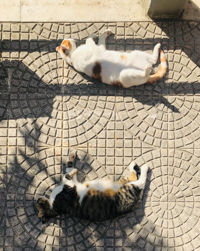 Two street cats relaxing on the street in Istanbul.