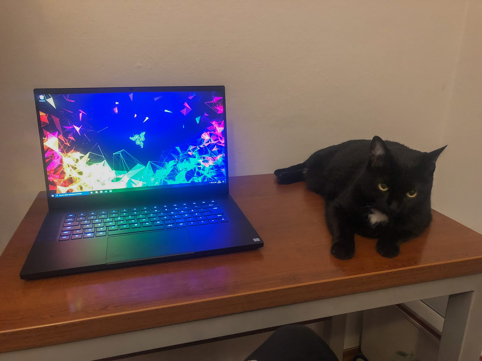 Musta kissa istuu pöydällä vieressään kannettava tietokone